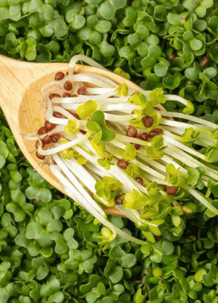 Wasabi Spicy Mustard Microgreen – 10 grams