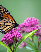 Swamp Milkweed – 50 Seeds