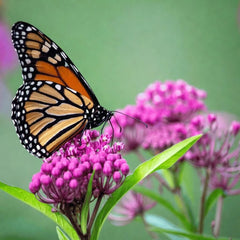 Collection image for: Milkweed