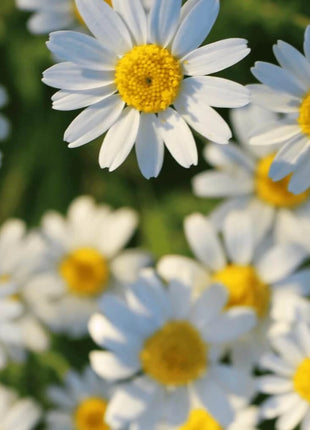 Roman Chamomile – 300 Seeds