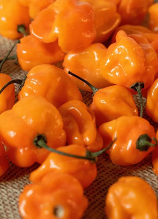 Orange Habanero Pepper – 30 Seeds