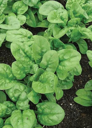 Bloomsdale Spinach – 150 Seeds