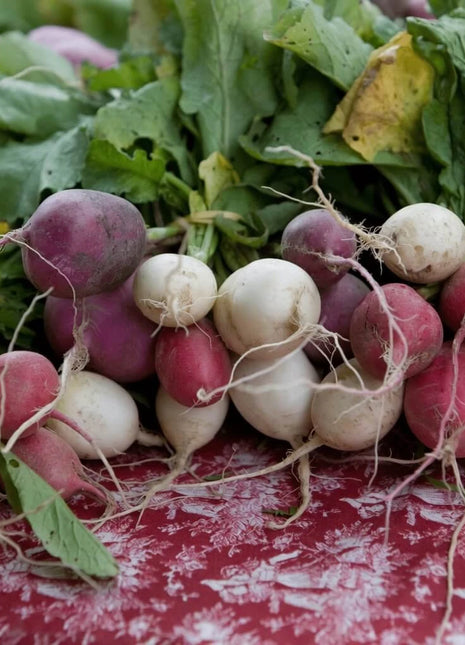 Easter Egg Radish – 250 Seeds