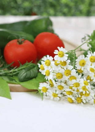 Feverfew – 100 Seeds