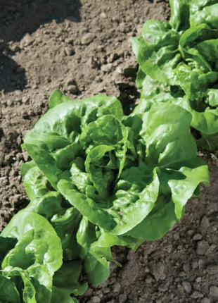 Buttercrunch Lettuce – 500 Seeds