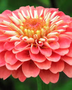 Coral Zinnia – 100 Seeds