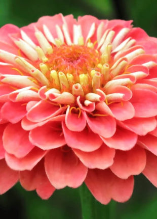 Coral Zinnia – 100 Seeds