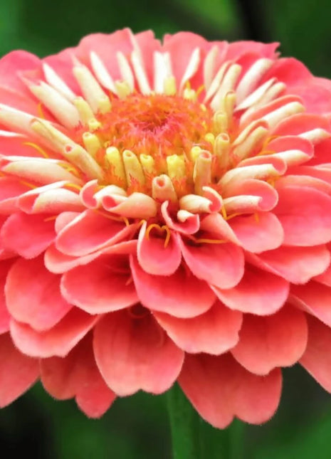 Coral Zinnia – 100 Seeds