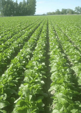 Florida Broadleaf Mustard – 250 Seeds