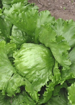 Iceberg Lettuce – 500 Seeds