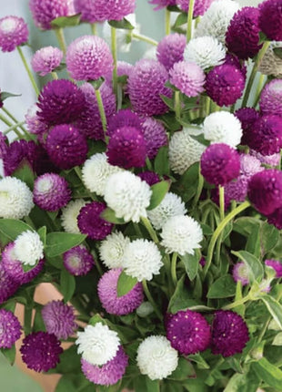 Globosa Mix Gomphrena – 50 Seeds