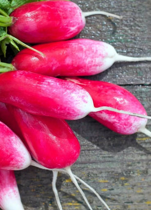 French Breakfast Radish – 250 Seeds