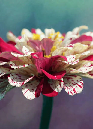 Peppermint Stick Zinnia – 50 Seeds