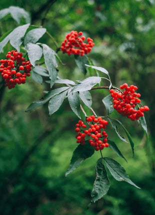 Elderberry Seed Collection (American Black • Red • Blue)