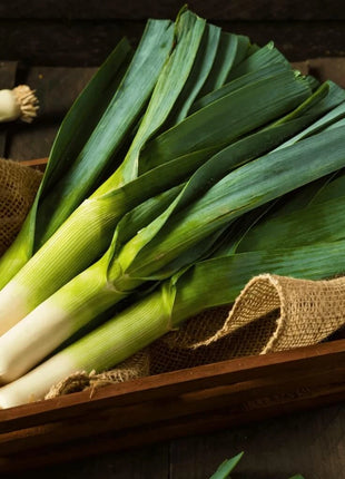 American Flag Leek – 200 Seeds