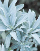White Sage – 50 Seeds