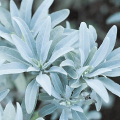 Collection image for: Sage