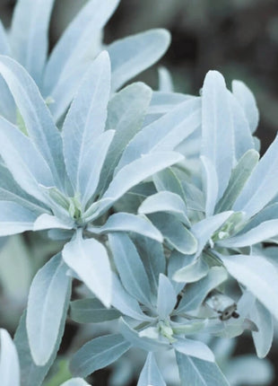 White Sage – 50 Seeds