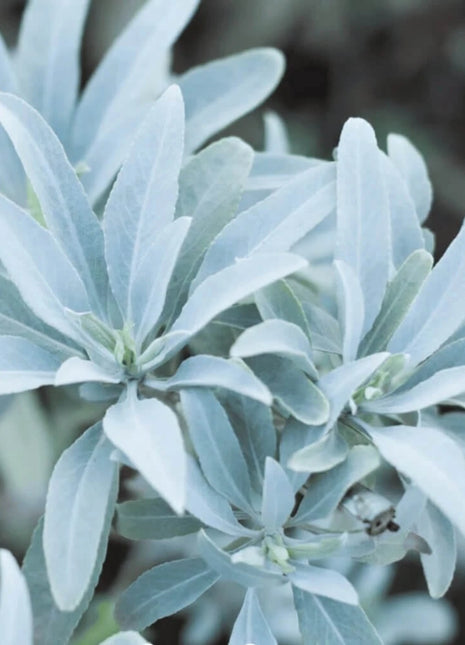 White Sage – 50 Seeds