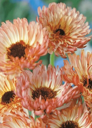 Sunset Buff Calendula – 50 Seeds
