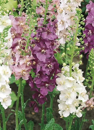 Verbascum Mullein Mix – 100 Seeds