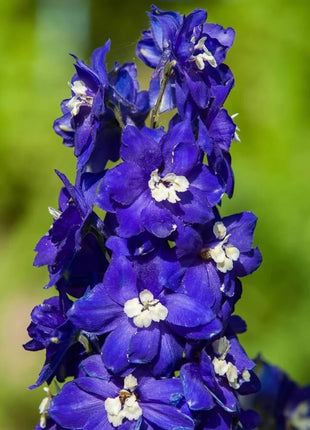 Delphinium Seeds - Pacific Giant Series