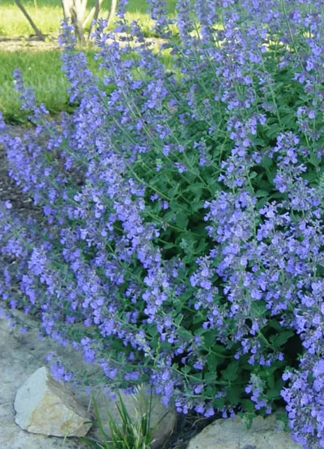 Catmint – 100 Seeds