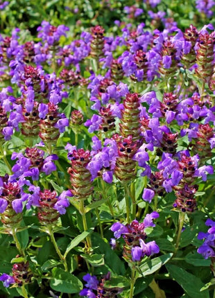 Self Heal (Heal All, All Heal) – 50 Seeds