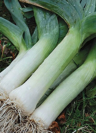 Giant Musselburgh Leek – 200 Seeds