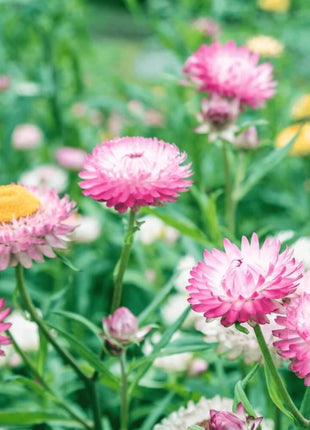 Silver Rose Strawflower – 25 Seeds