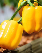 Sunbright Bell Pepper – 30 Seeds