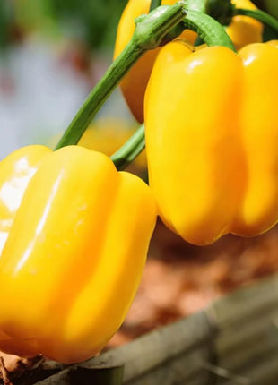 Sunbright Bell Pepper – 30 Seeds