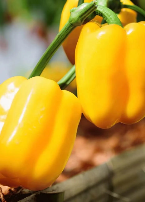 Sunbright Bell Pepper – 30 Seeds