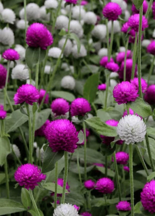 Globosa Mix Gomphrena – 50 Seeds