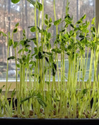 Speckled Pea Microgreens – 15 grams