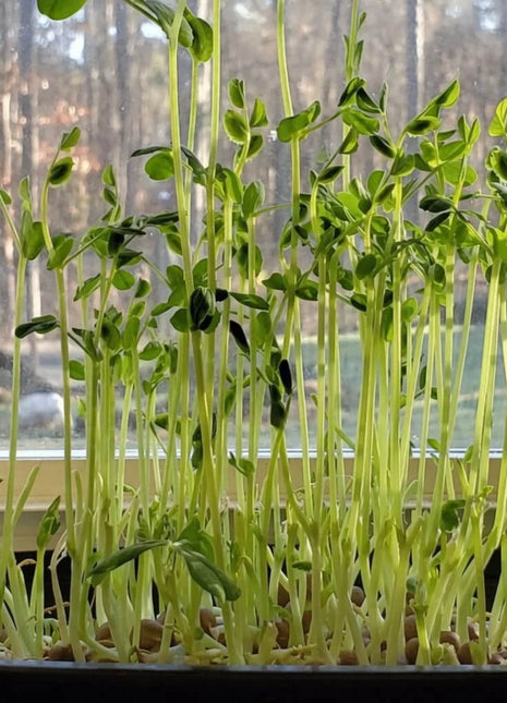 Speckled Pea Microgreens – 15 grams