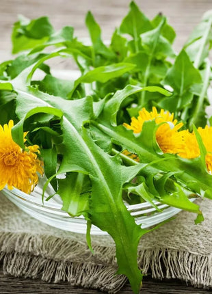 True Dandelion – 50 Seeds