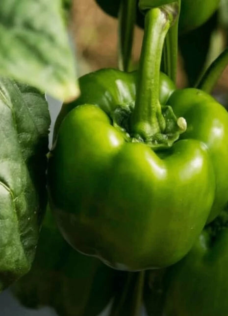 Emerald Giant Sweet Bell Pepper – 30 Seeds