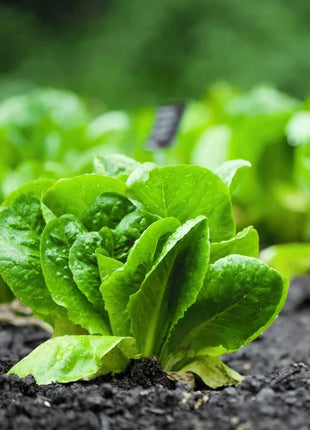 Parris Island Cos Lettuce – 500 Seeds