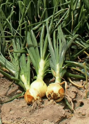 Spanish Yellow Sweet Onion – 200 Seeds