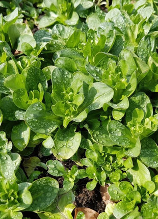 Corn Salad – 100 Seeds