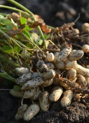 Tennessee Red Peanuts – 10 Seeds