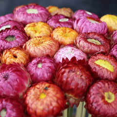 Collection image for: Strawflower