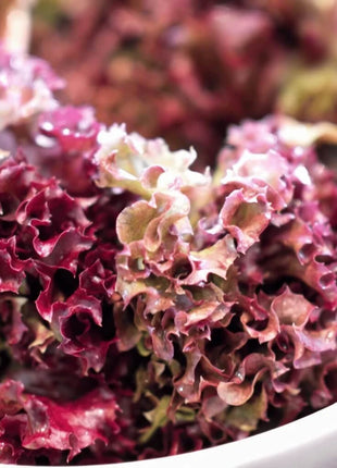 Salad Bowl Red Lettuce – 500 Seeds
