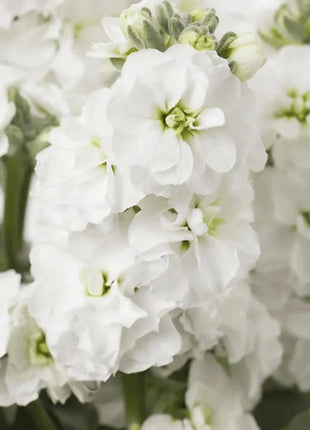 White Goddess Column Stock – 50 Seeds