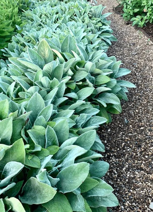 Lamb’s Ear – 50 Seeds