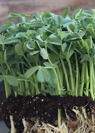 Speckled Pea Microgreens – 15 grams