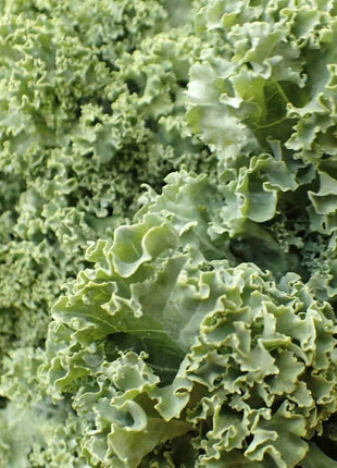 Dwarf Siberian Kale – 250 Seeds