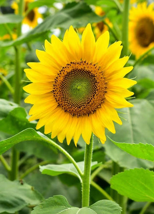 Sunflower Seed Collection – 6 Varieties
