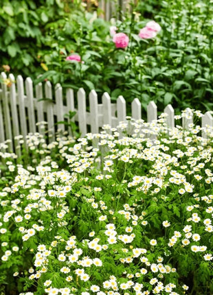 Feverfew – 100 Seeds